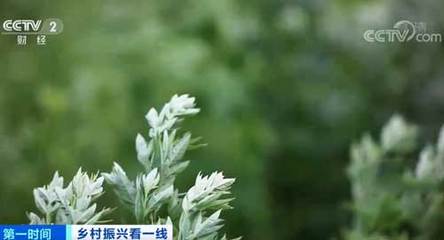 艾草“种出”大产业!这里成为全国最大的艾制品电商产业带